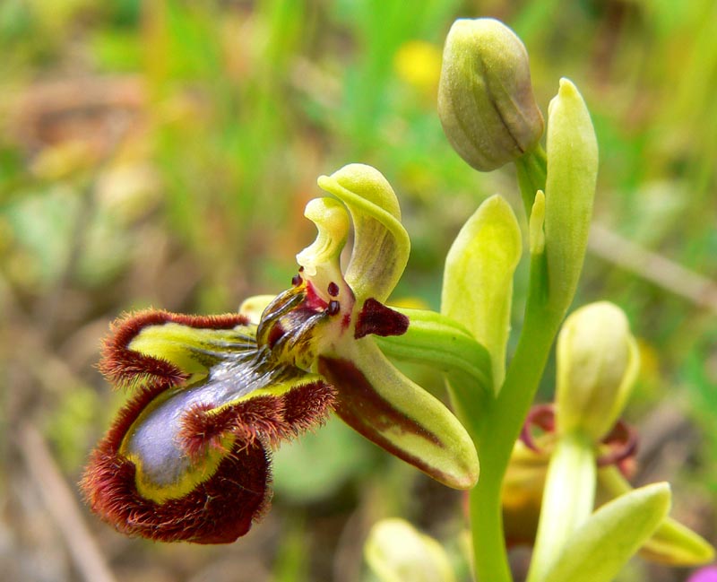 Primavera e orchidee palermitane